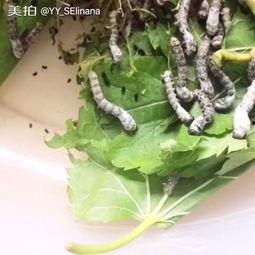 娱乐吃瓜酱蚕宝宝,揭秘娱乐圈那些不为人知的幕后故事  第3张